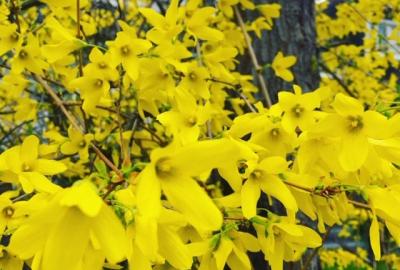 Forsythia